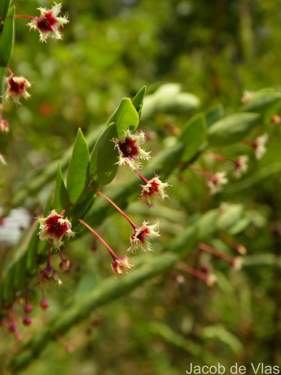 Phyllanthus pulcher Wall. ex Müll.Arg.
